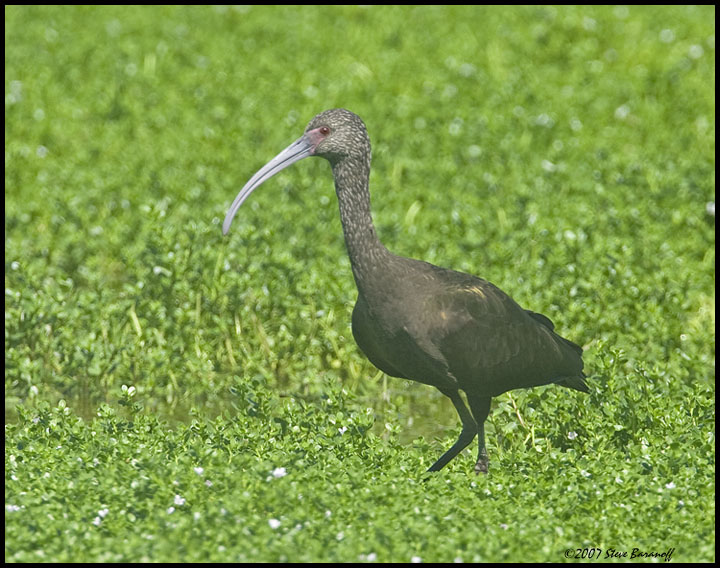 _7SB9735 white-faced ibis.jpg - birds, photos, avian, nature, photography, fotos, images